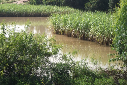 Submerged sugarcane