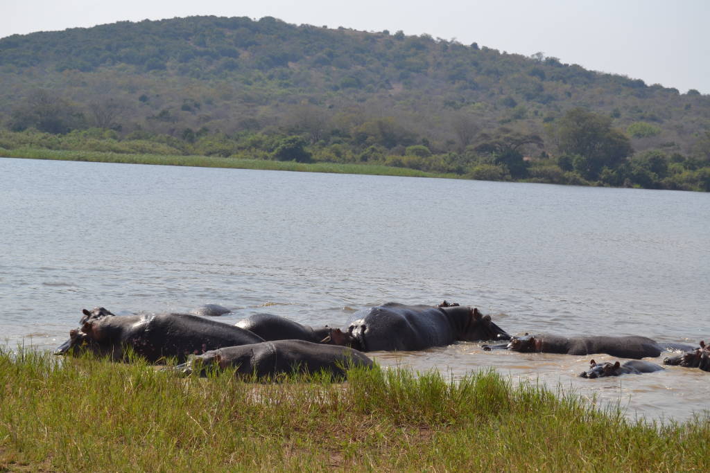L’implication effective des populations locales dans les efforts de conservation a permis de restaurer l’écosystème du parc Akagera
