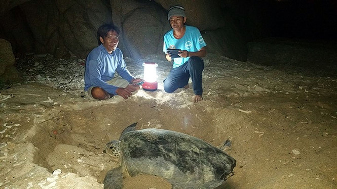 The Hon Cau MPA staff monitoring a turtle laying eggs (source: thanhnien.vn)