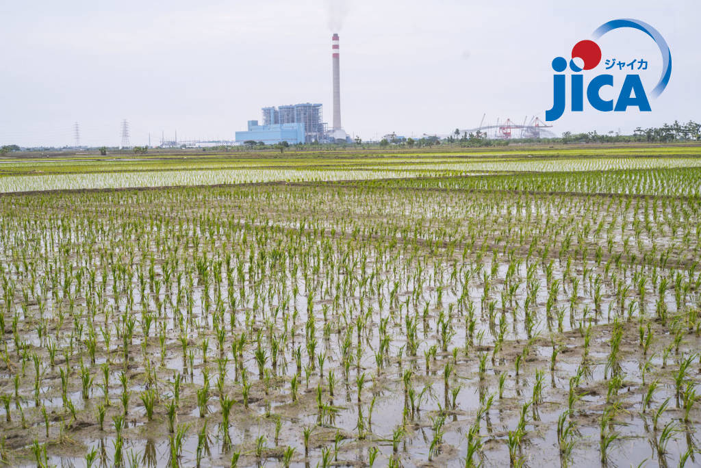 A paddy field near the Indramayu coal-fired power station in Mekarsari village, Indramayu regency, West Java province on 25 January 2017. "Agriculture productivity gets lower and unemployments are everywhere since productive lands got evicted, the dust from the coal also give bad impact to the locals' health," said locals. Photo by Ardiles Rante for 350.org