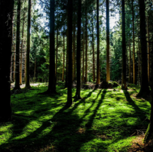 Trees in Spokane park
