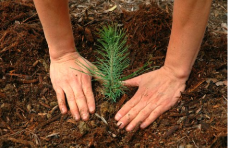 A person planting a seedling